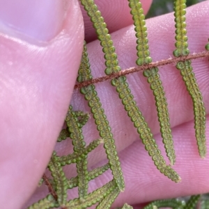 Gleichenia dicarpa at Hyams Beach, NSW - suppressed