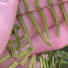 Gleichenia dicarpa at Hyams Beach, NSW - suppressed