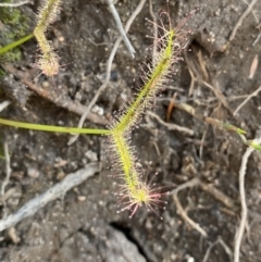 Drosera binata (Forked Sundew) at Hyams Beach, NSW - 3 Oct 2023 by Tapirlord