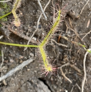 Drosera binata at Hyams Beach, NSW - 3 Oct 2023