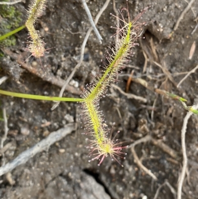 Drosera binata (Forked Sundew) at Hyams Beach, NSW - 3 Oct 2023 by Tapirlord