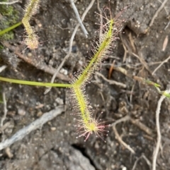 Drosera binata (Forked Sundew) at Jervis Bay National Park - 3 Oct 2023 by Tapirlord