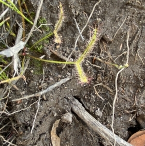 Drosera binata at Hyams Beach, NSW - 3 Oct 2023