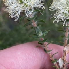 Melaleuca squarrosa (Bottle-brush Teatree) at Jervis Bay National Park - 3 Oct 2023 by Tapirlord