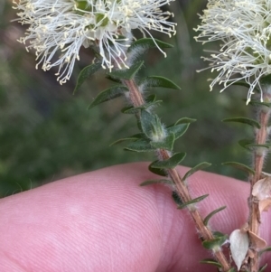 Melaleuca squarrosa at Hyams Beach, NSW - 3 Oct 2023