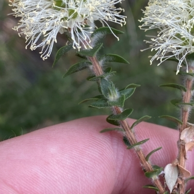 Melaleuca squarrosa (Bottle-brush Teatree) at Jervis Bay National Park - 3 Oct 2023 by Tapirlord