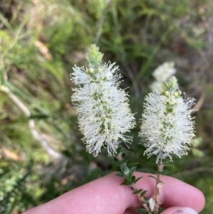 Melaleuca squarrosa at Hyams Beach, NSW - 3 Oct 2023