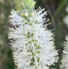 Melaleuca squarrosa at Hyams Beach, NSW - 3 Oct 2023