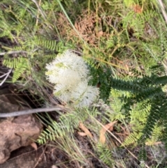 Melaleuca squarrosa at Hyams Beach, NSW - 3 Oct 2023 04:41 PM