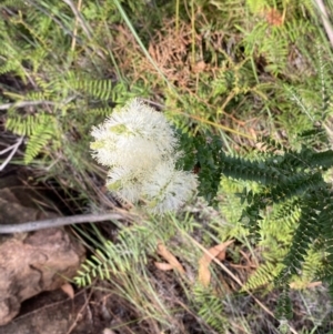 Melaleuca squarrosa at Hyams Beach, NSW - 3 Oct 2023 04:41 PM