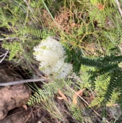 Melaleuca squarrosa at Hyams Beach, NSW - 3 Oct 2023