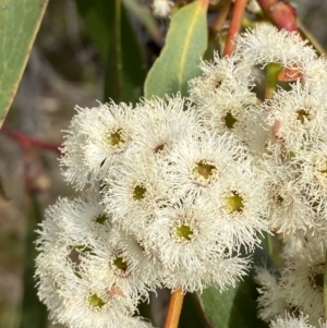 Eucalyptus sieberi at Hyams Beach, NSW - 3 Oct 2023