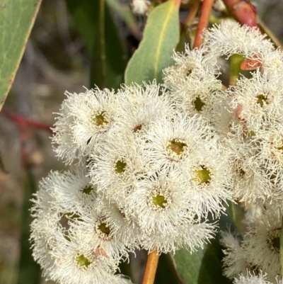 Eucalyptus sieberi (Silvertop Ash) at Hyams Beach, NSW - 3 Oct 2023 by Tapirlord