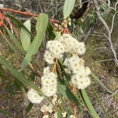 Eucalyptus sieberi at Hyams Beach, NSW - 3 Oct 2023 04:31 PM