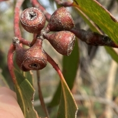 Eucalyptus sieberi at Hyams Beach, NSW - 3 Oct 2023