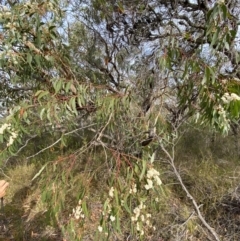 Eucalyptus sieberi at Hyams Beach, NSW - 3 Oct 2023