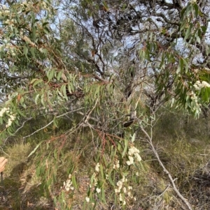 Eucalyptus sieberi at Hyams Beach, NSW - 3 Oct 2023