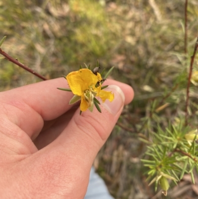 Gompholobium grandiflorum (Large Wedge-pea) at Jervis Bay National Park - 3 Oct 2023 by Tapirlord