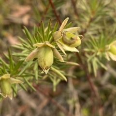 Gompholobium grandiflorum at Hyams Beach, NSW - 3 Oct 2023