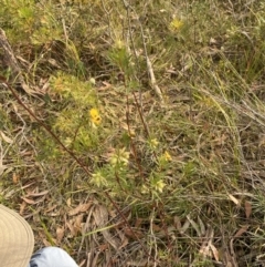 Gompholobium grandiflorum at Hyams Beach, NSW - 3 Oct 2023