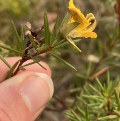 Gompholobium grandiflorum at Hyams Beach, NSW - 3 Oct 2023