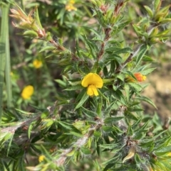 Pultenaea villifera var. villifera (Yellow Bush-pea) at Jervis Bay National Park - 3 Oct 2023 by Tapirlord