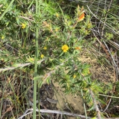 Pultenaea villifera var. villifera at Hyams Beach, NSW - 3 Oct 2023