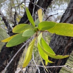 Persoonia levis (Broad-leaved Geebung) at Hyams Beach, NSW - 3 Oct 2023 by Tapirlord