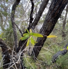 Persoonia levis at Hyams Beach, NSW - suppressed