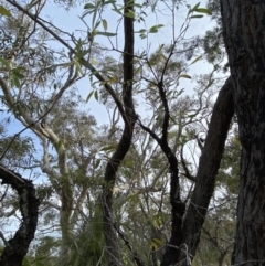 Persoonia levis at Hyams Beach, NSW - suppressed