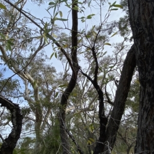 Persoonia levis at Hyams Beach, NSW - suppressed