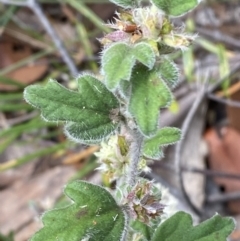 Xanthosia pilosa (Woolly Xanthosia) at Jervis Bay National Park - 3 Oct 2023 by Tapirlord
