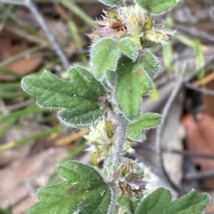 Xanthosia pilosa at Hyams Beach, NSW - 3 Oct 2023