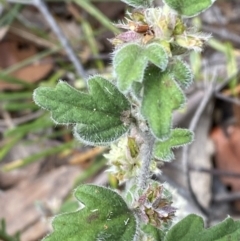 Xanthosia pilosa at Hyams Beach, NSW - 3 Oct 2023