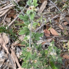 Xanthosia pilosa at Hyams Beach, NSW - 3 Oct 2023