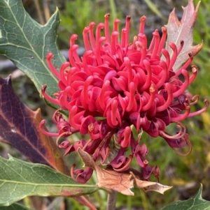 Telopea speciosissima at Hyams Beach, NSW - suppressed