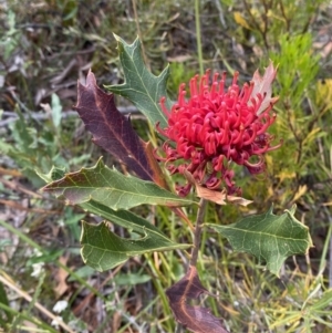 Telopea speciosissima at Hyams Beach, NSW - suppressed