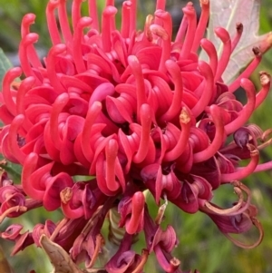 Telopea speciosissima at Hyams Beach, NSW - suppressed