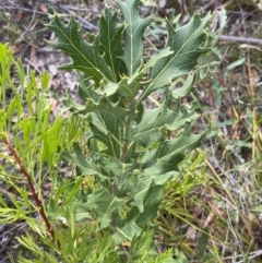 Telopea speciosissima at Hyams Beach, NSW - suppressed