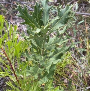 Telopea speciosissima at Hyams Beach, NSW - 3 Oct 2023