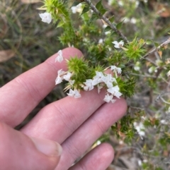 Woollsia pungens (Snow Wreath) at Jervis Bay National Park - 3 Oct 2023 by Tapirlord