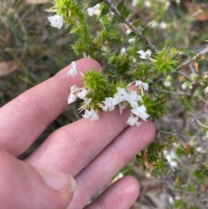 Woollsia pungens at Hyams Beach, NSW - 3 Oct 2023