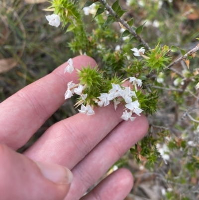 Woollsia pungens (Snow Wreath) at Jervis Bay National Park - 3 Oct 2023 by Tapirlord