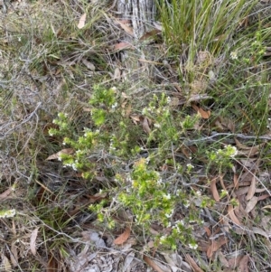 Woollsia pungens at Hyams Beach, NSW - 3 Oct 2023