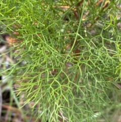 Petrophile pedunculata (Conesticks) at Jervis Bay National Park - 3 Oct 2023 by Tapirlord