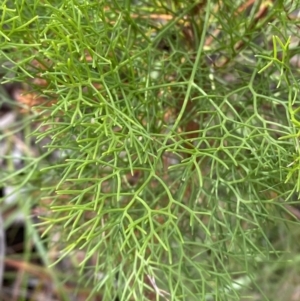 Petrophile pedunculata at Hyams Beach, NSW - suppressed