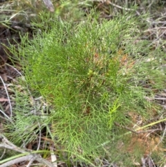 Petrophile pedunculata at Hyams Beach, NSW - suppressed