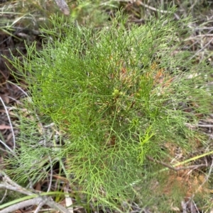 Petrophile pedunculata at Hyams Beach, NSW - 3 Oct 2023