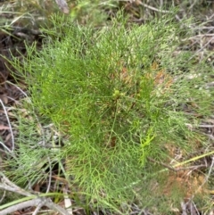 Petrophile pedunculata at Hyams Beach, NSW - suppressed