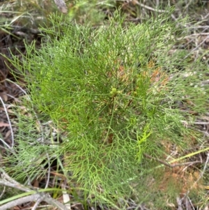 Petrophile pedunculata at Hyams Beach, NSW - 3 Oct 2023